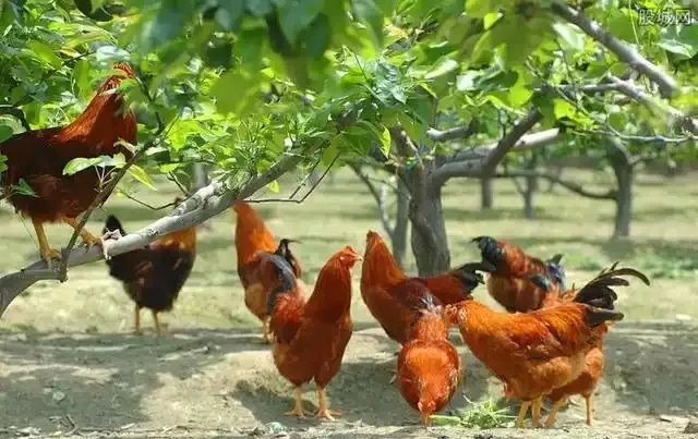 抓住這個風(fēng)口，青龍帶你在農(nóng)村年入20萬不是夢！